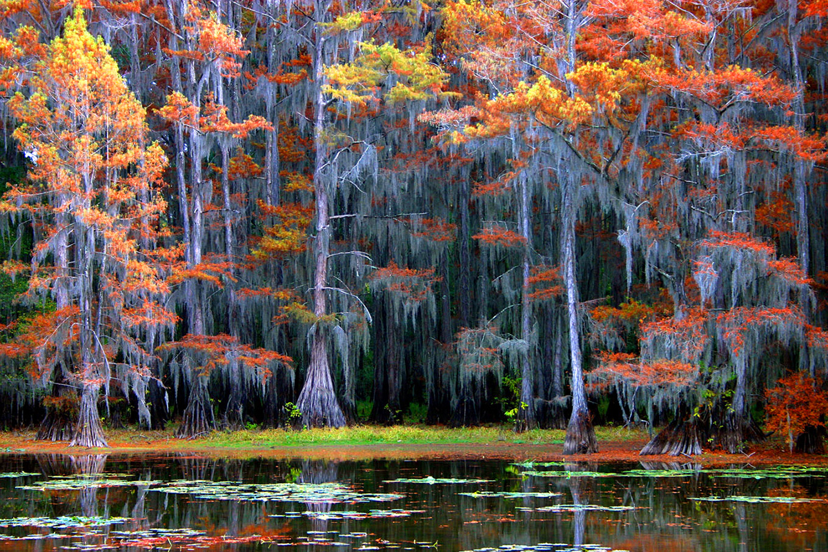 Caddo Lake