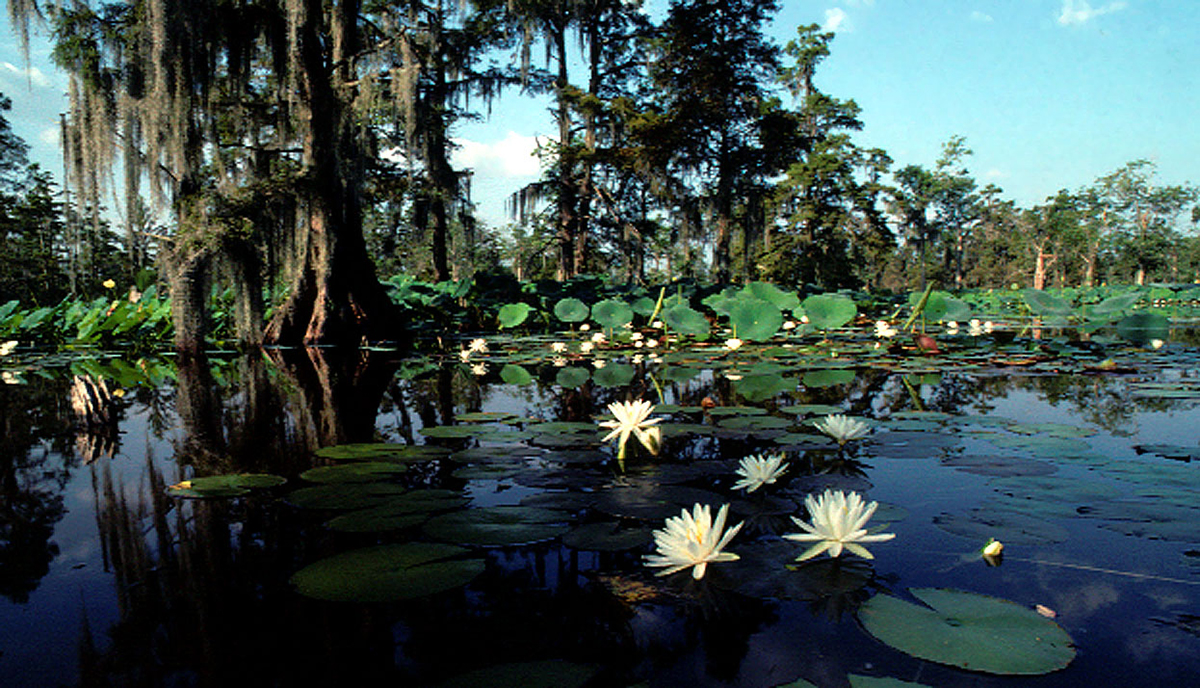 Cypress marsh