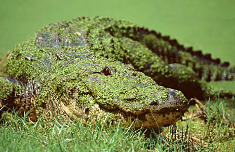 Louisiana alligator