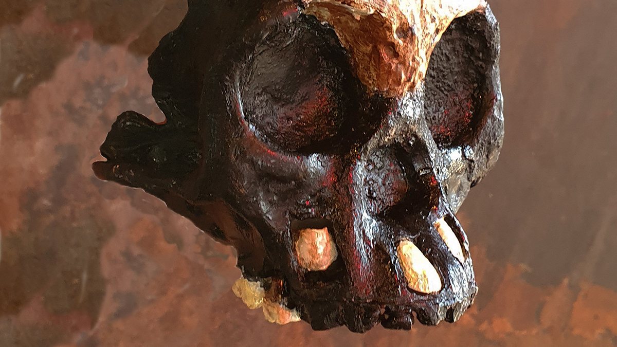 Skull of a human ancestor