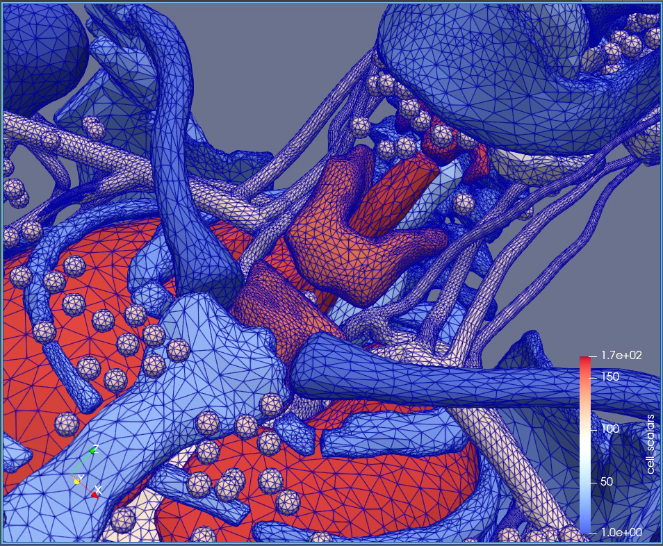 Megan Chesal works on 3D visualizations of the human body