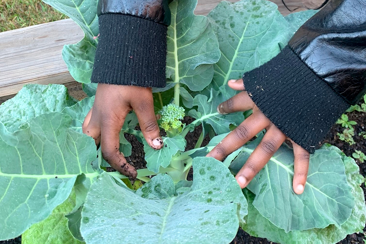 Young hands check on a young broccoli at Choudrant Elementary School