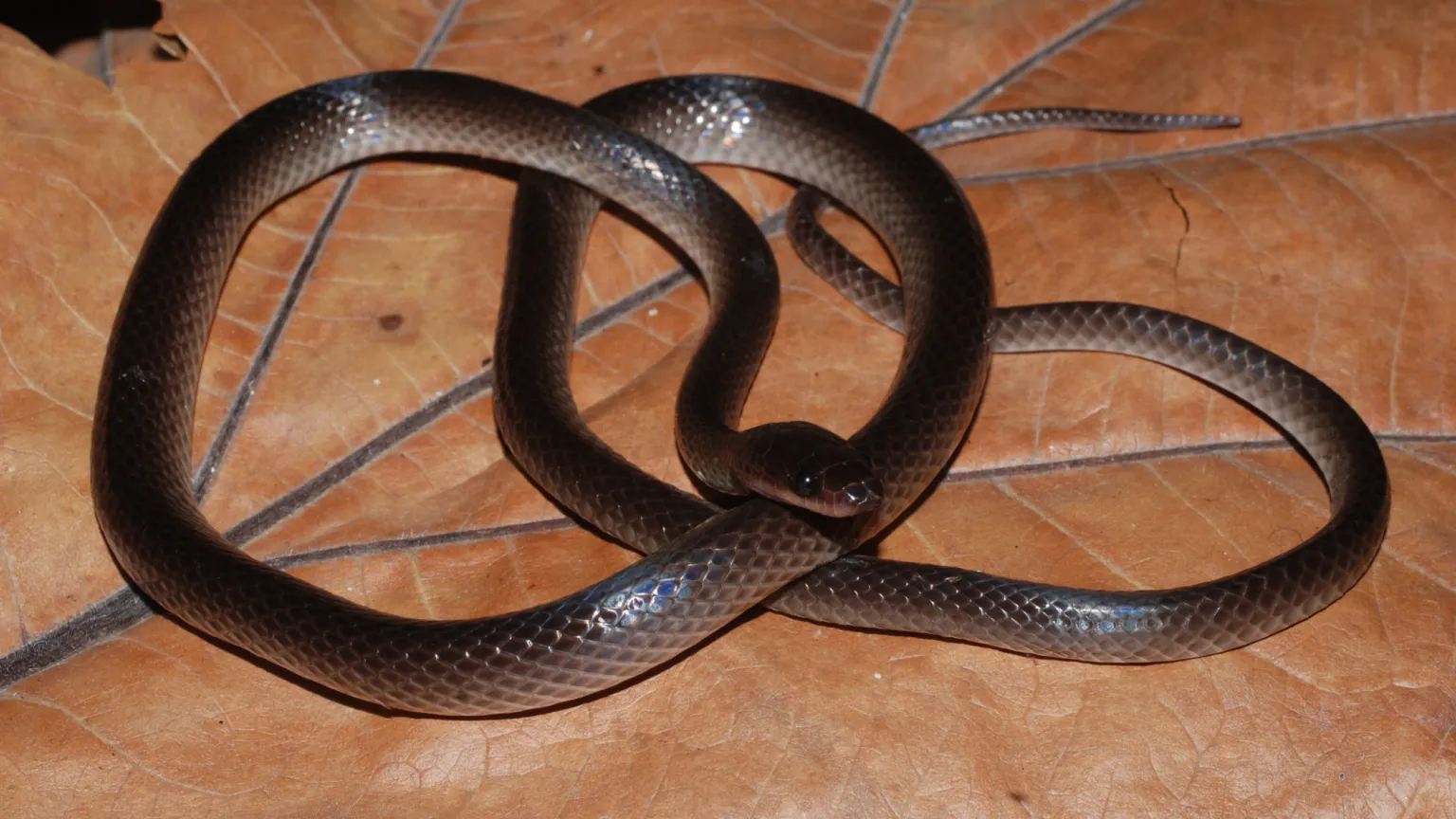 Lielaphis slashi