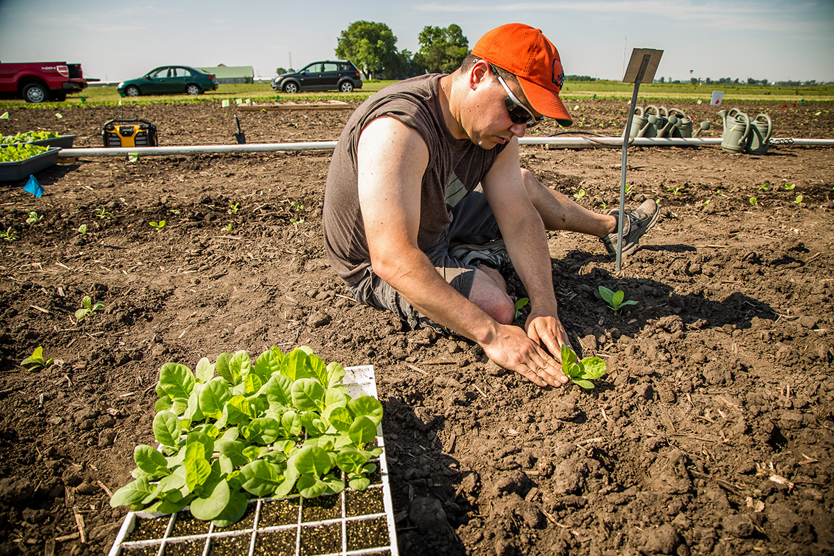 Paul South with test plants in the field