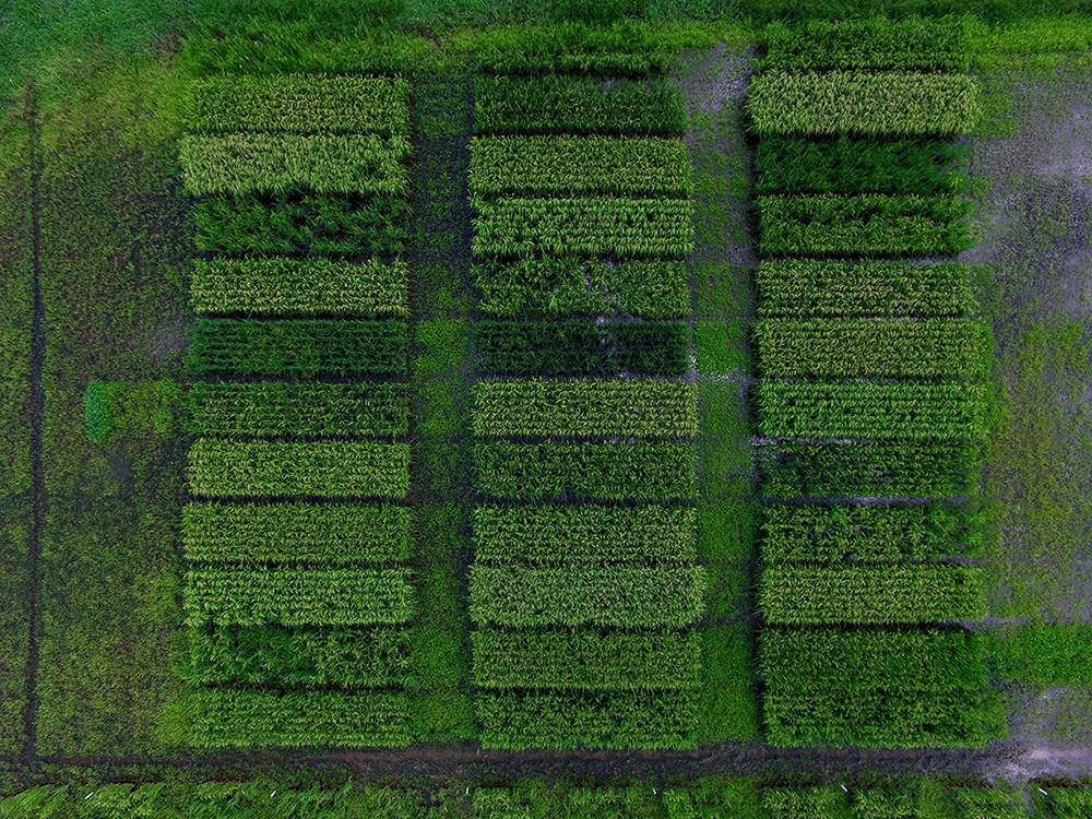 Drone footage of test plots in a rice field