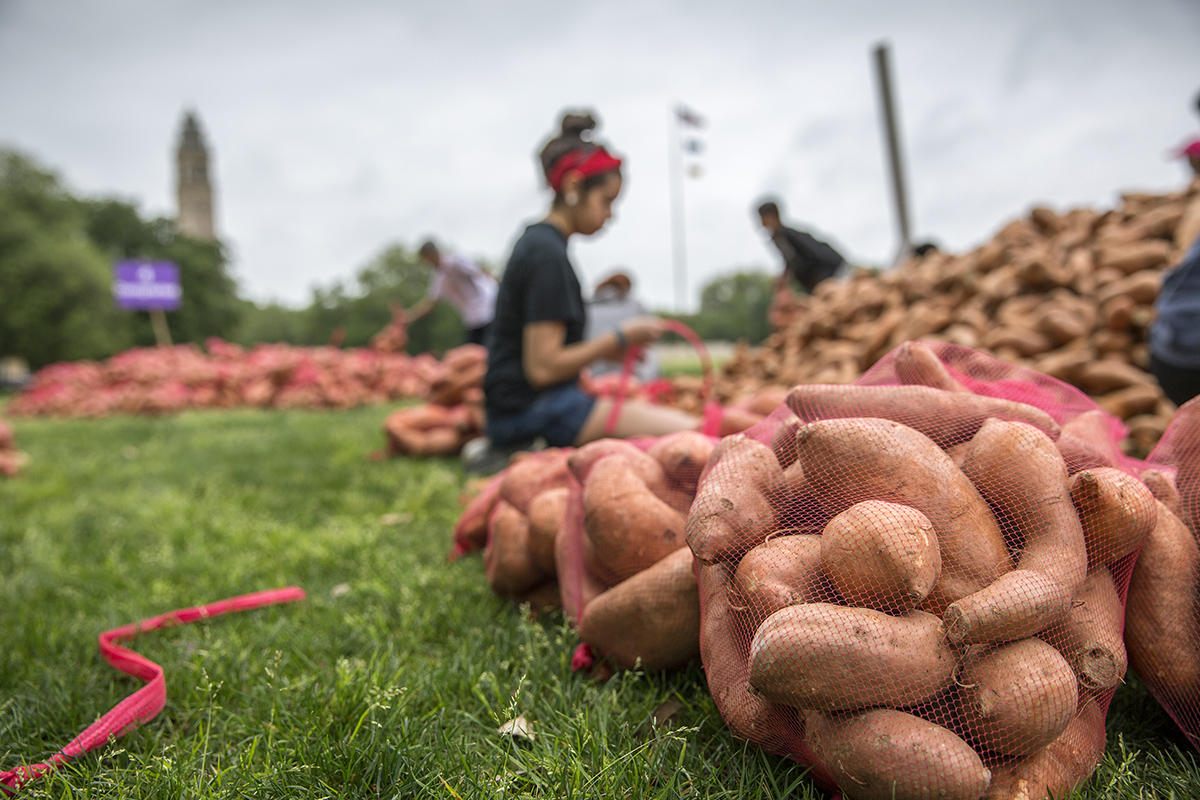 Bagging sweet potatoes on campus