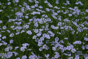 Flax blooming in a field
