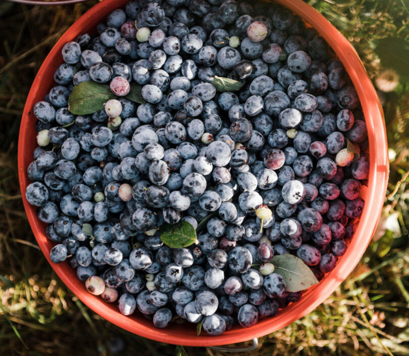 Bucket of blueberries