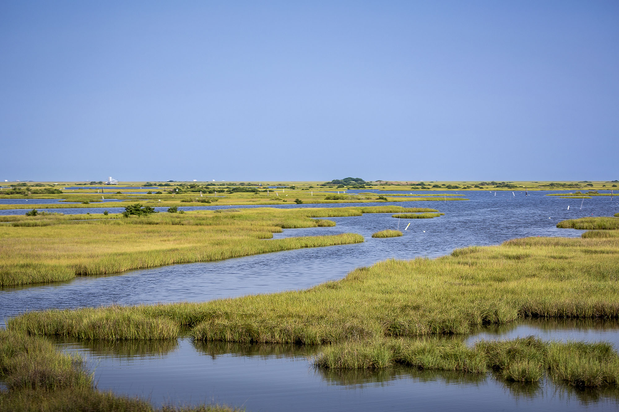 Scene of marshland on the Louisiana coast
