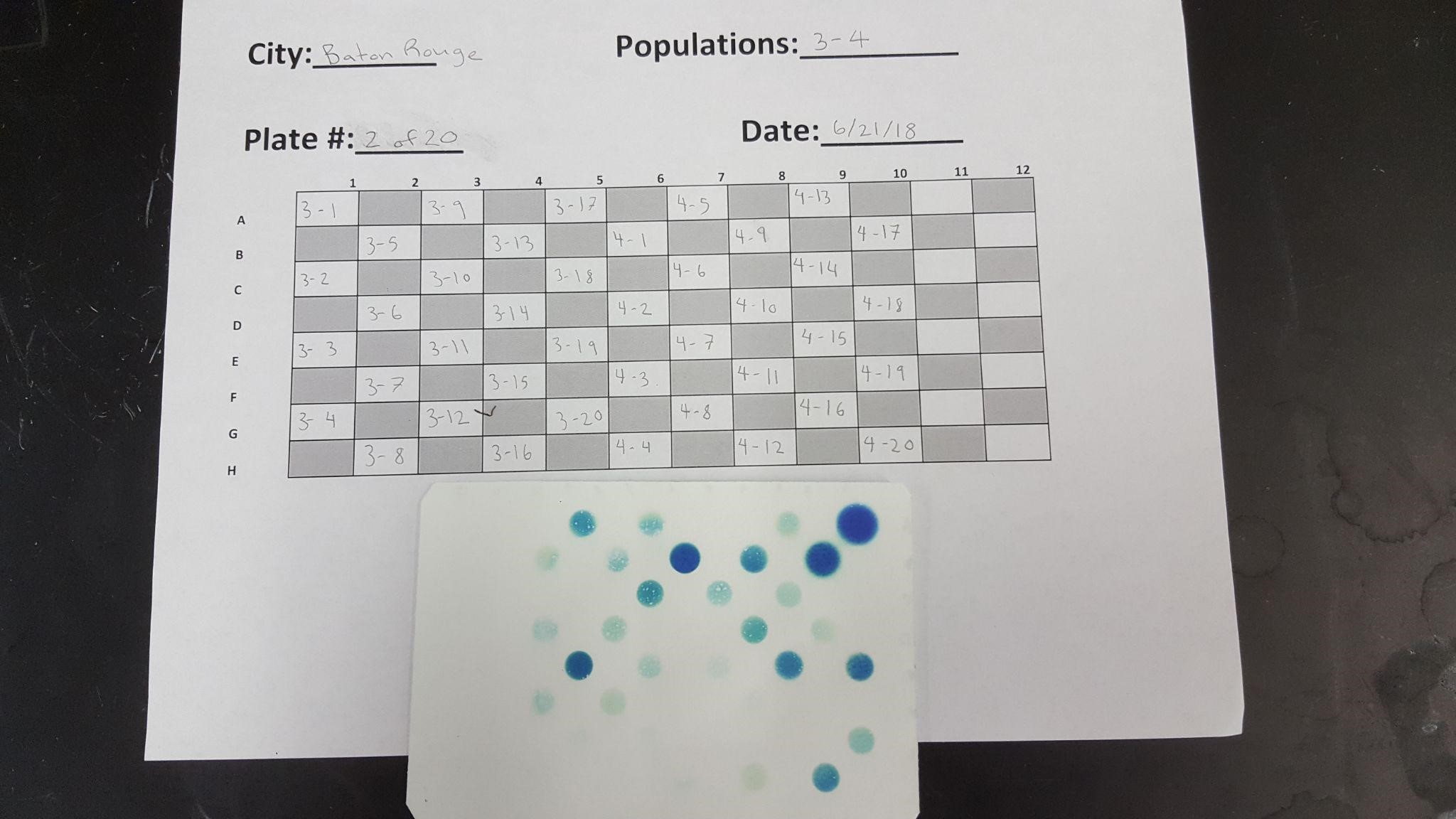 An example datasheet (right) of digested clovers from a collection site in Baton Rouge. A blue spot on the paper indicates that the clover sample had cyanide present. You can see that there is a  range of intensity in the amount of cyanide present by the darkness of the blue color.