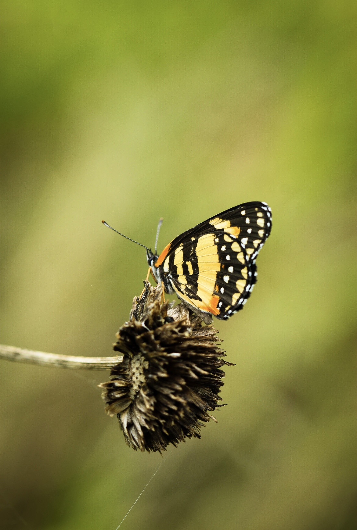 Adult butterfly