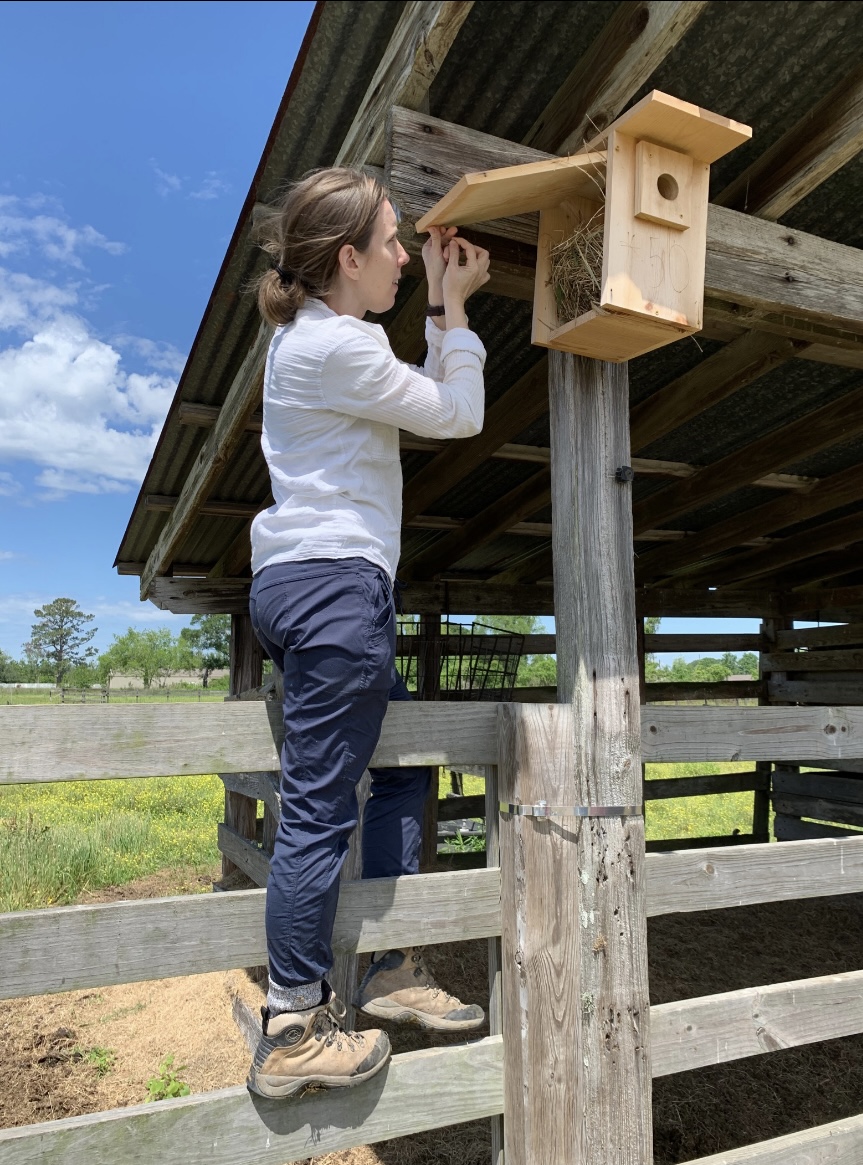 Lattin inspecting a house sparrow nest
