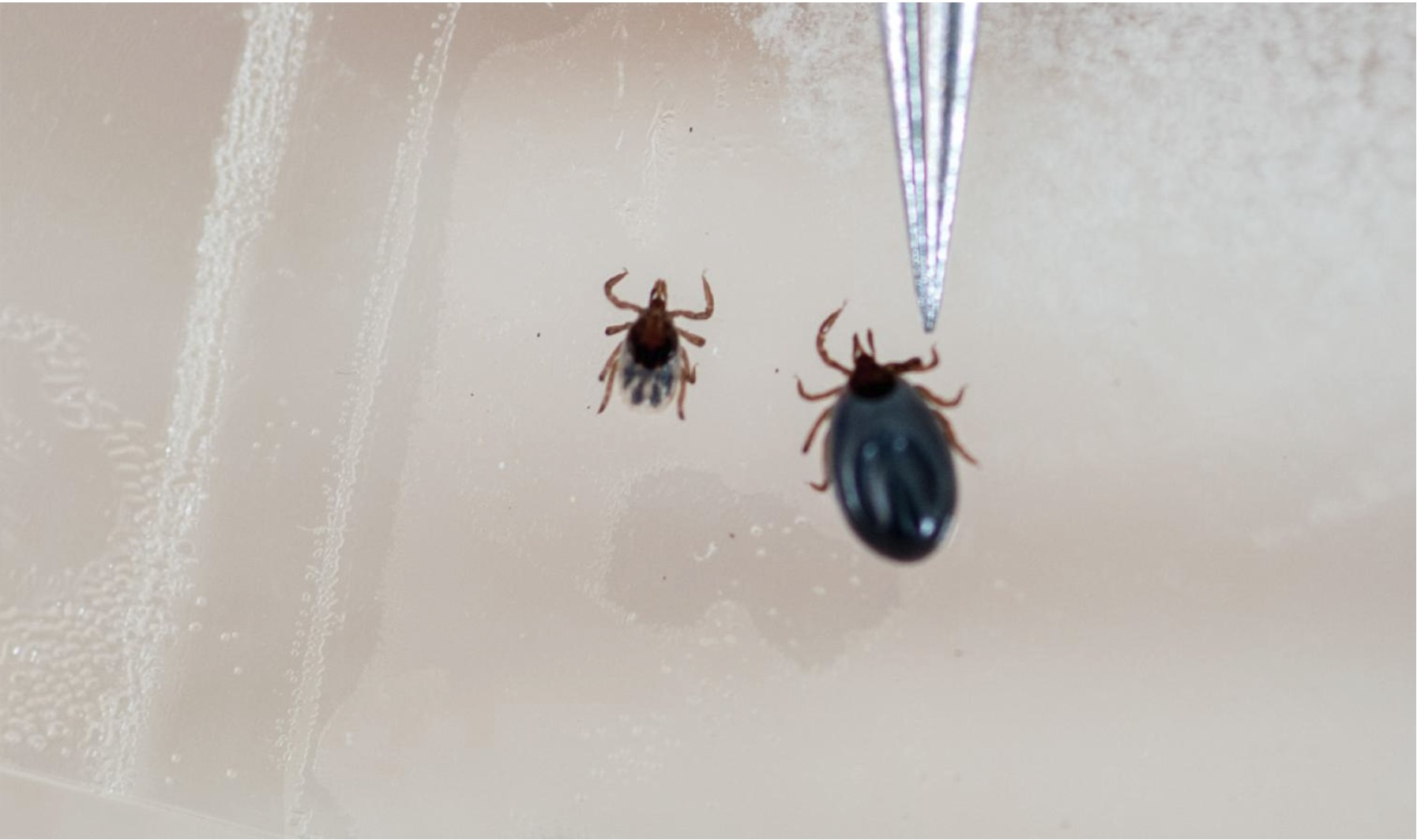 Ticks in a petri dish