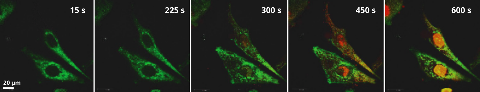 molecular machines damaging cellular membranes