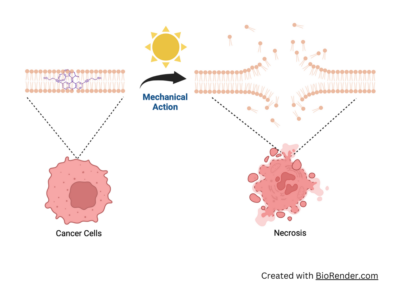 molecular motors destroying cancer cells