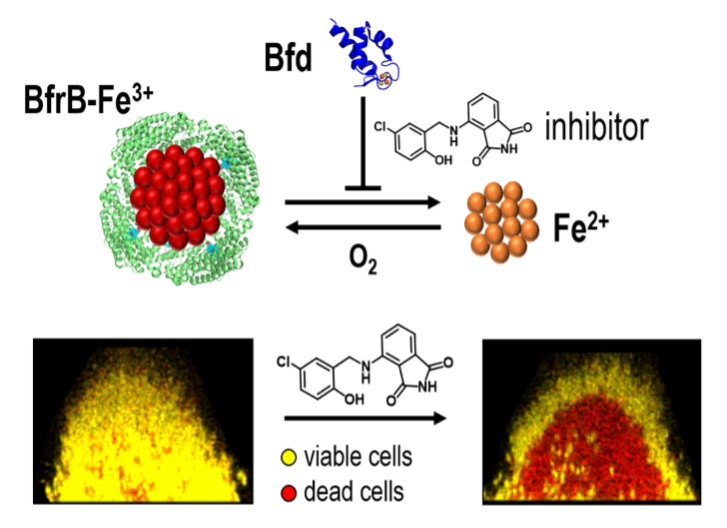 Small molecule inhibitors of the BfrB-Bfd complex disrupt bacterial iron homeostasis and kill biofilm embedded bacterial cells.