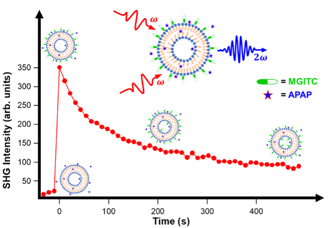 Graph illustrating acetaminophen-induced changes in the absorbtion to te surface of liposomes