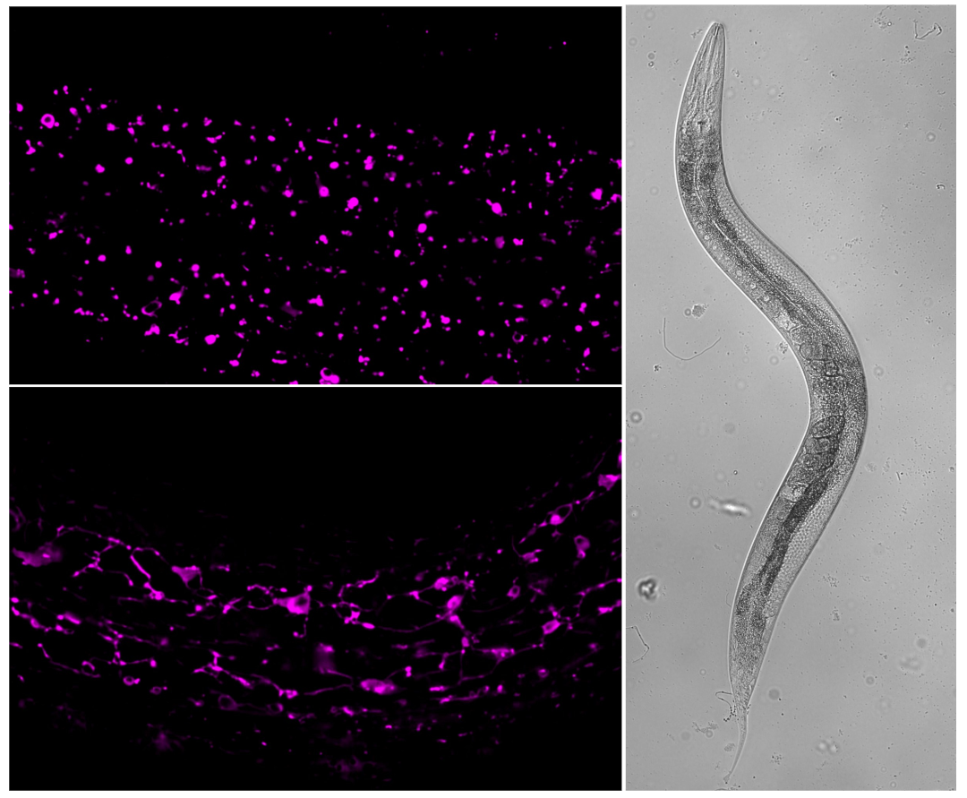 image depicting variations in organelle conformation, transitioning from round to tubular structures, alongside an image of a C. elegans worm