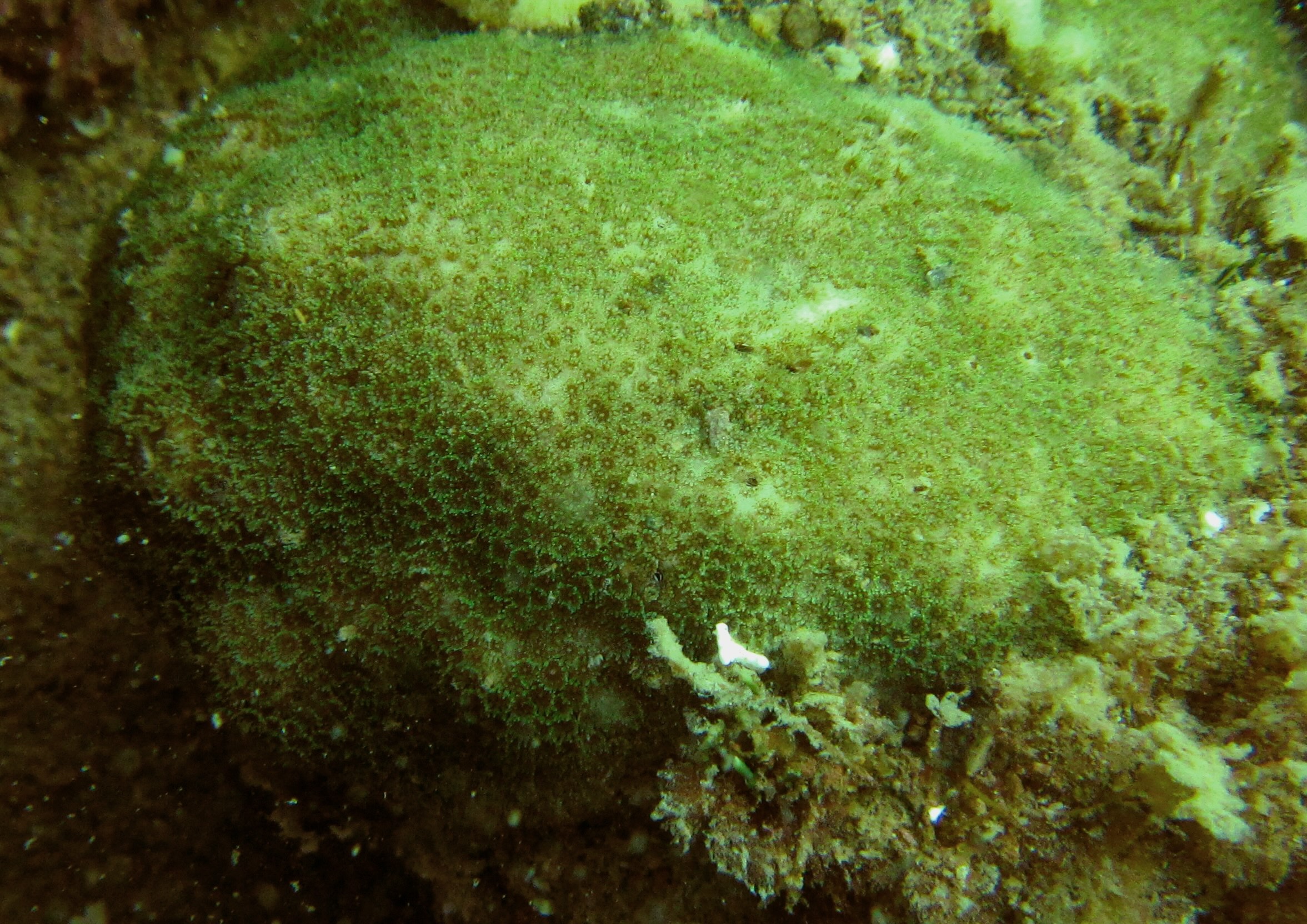 Baja California corals