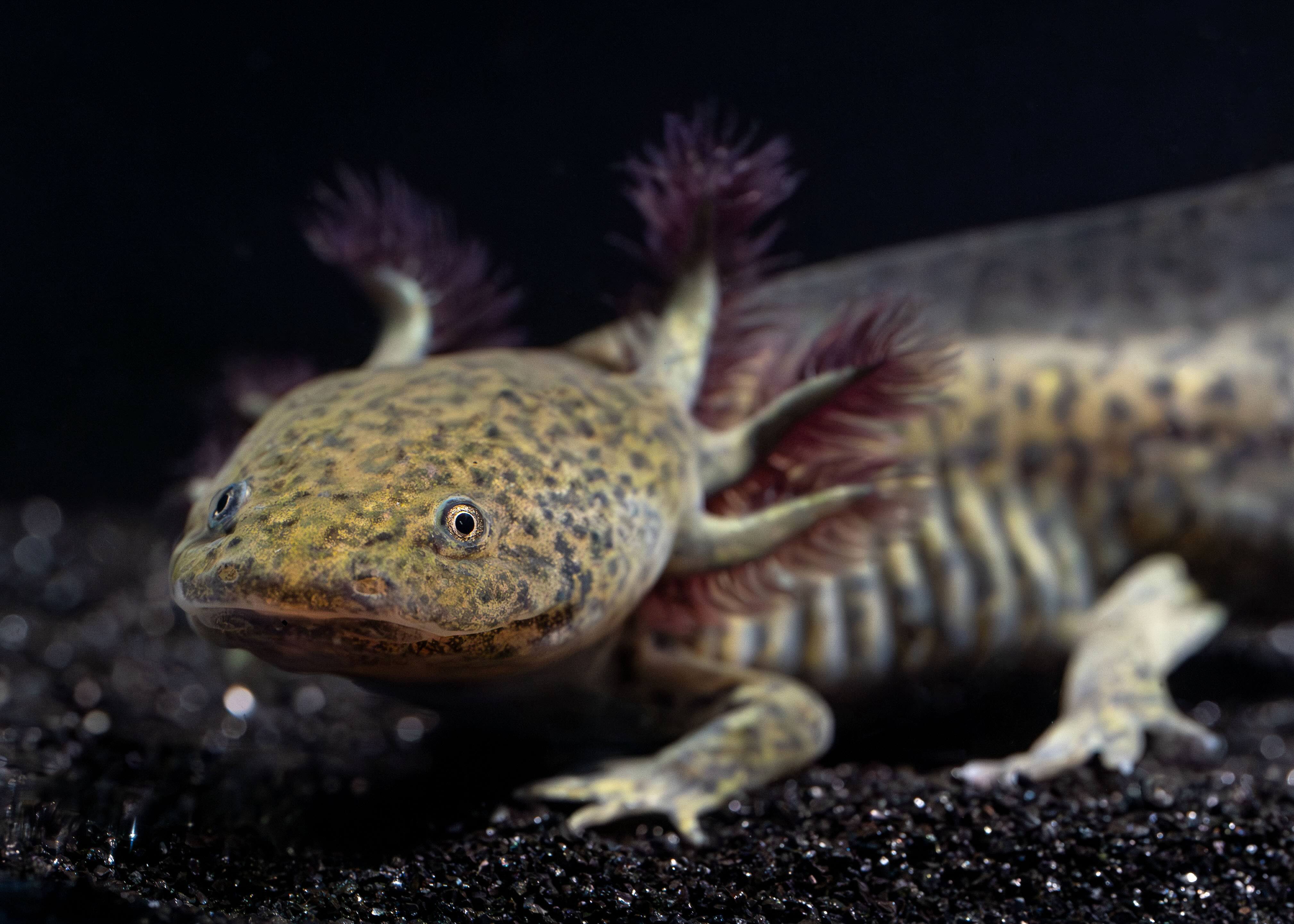 Axolotl