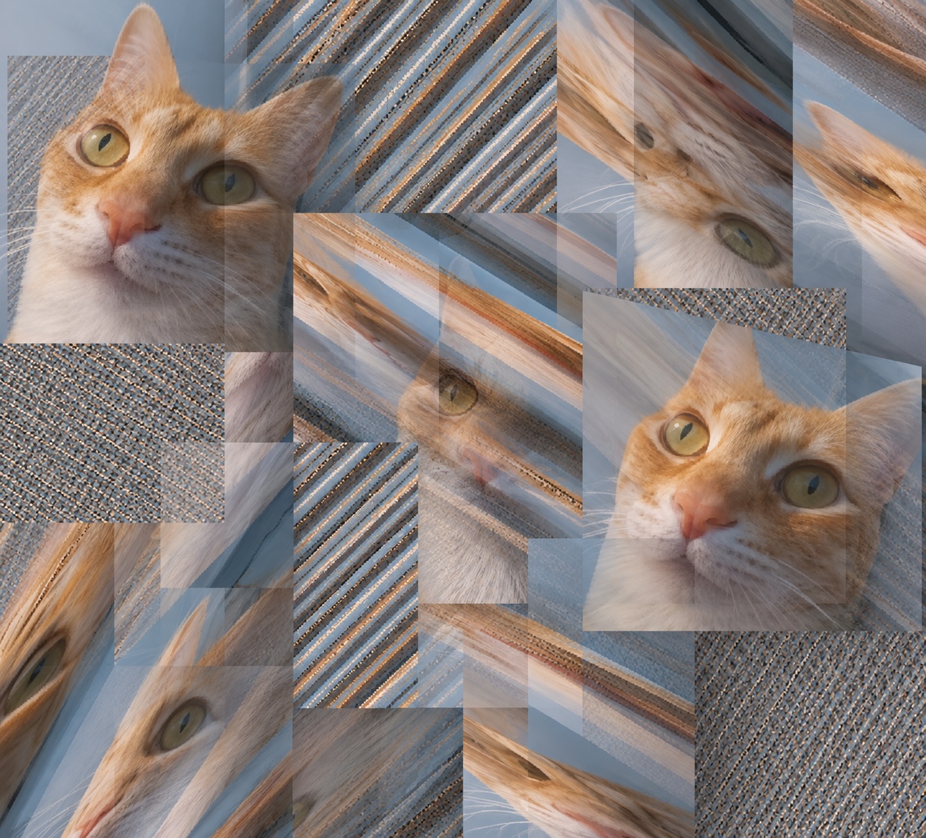 Cat & Chaos