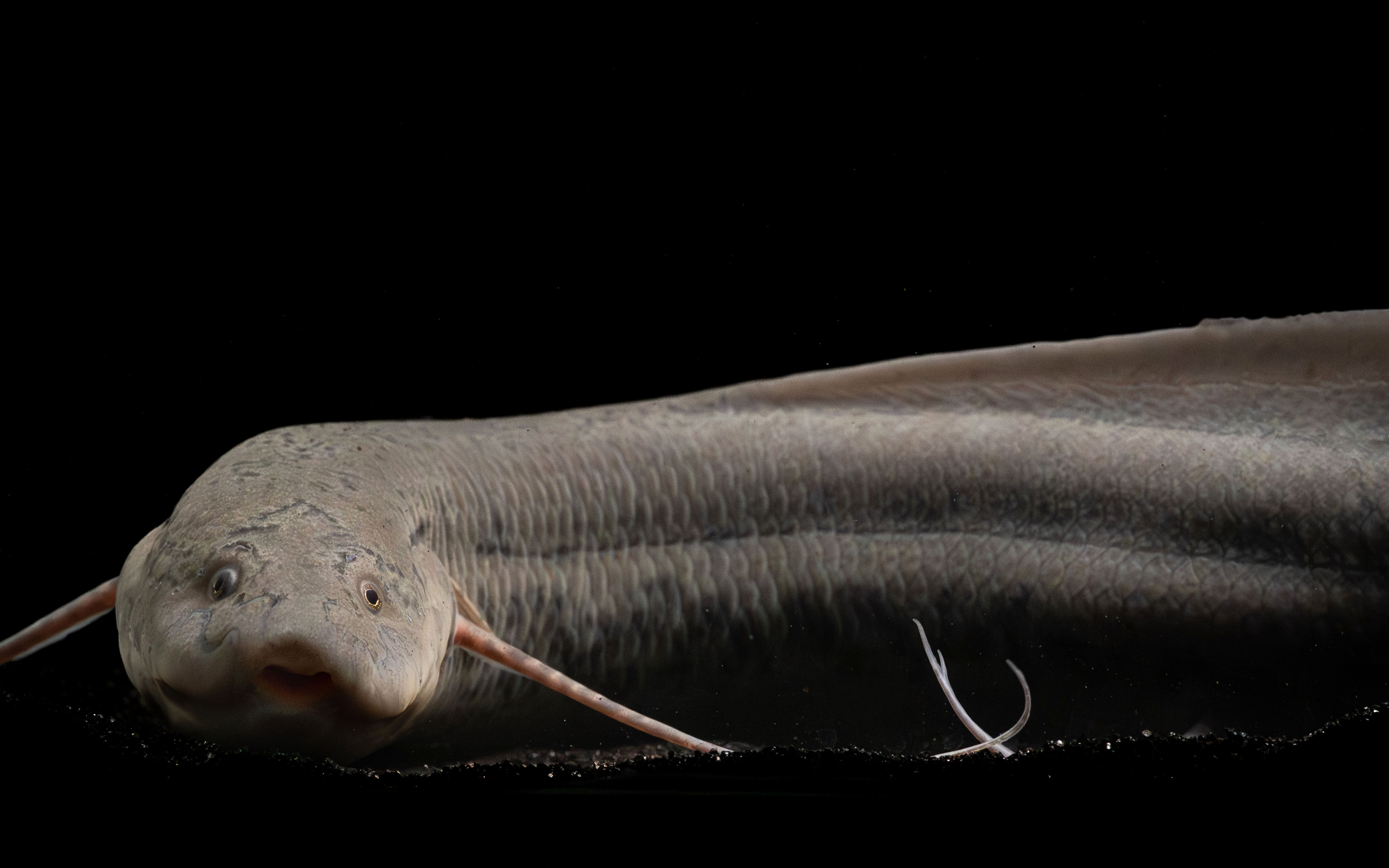 Lungfish