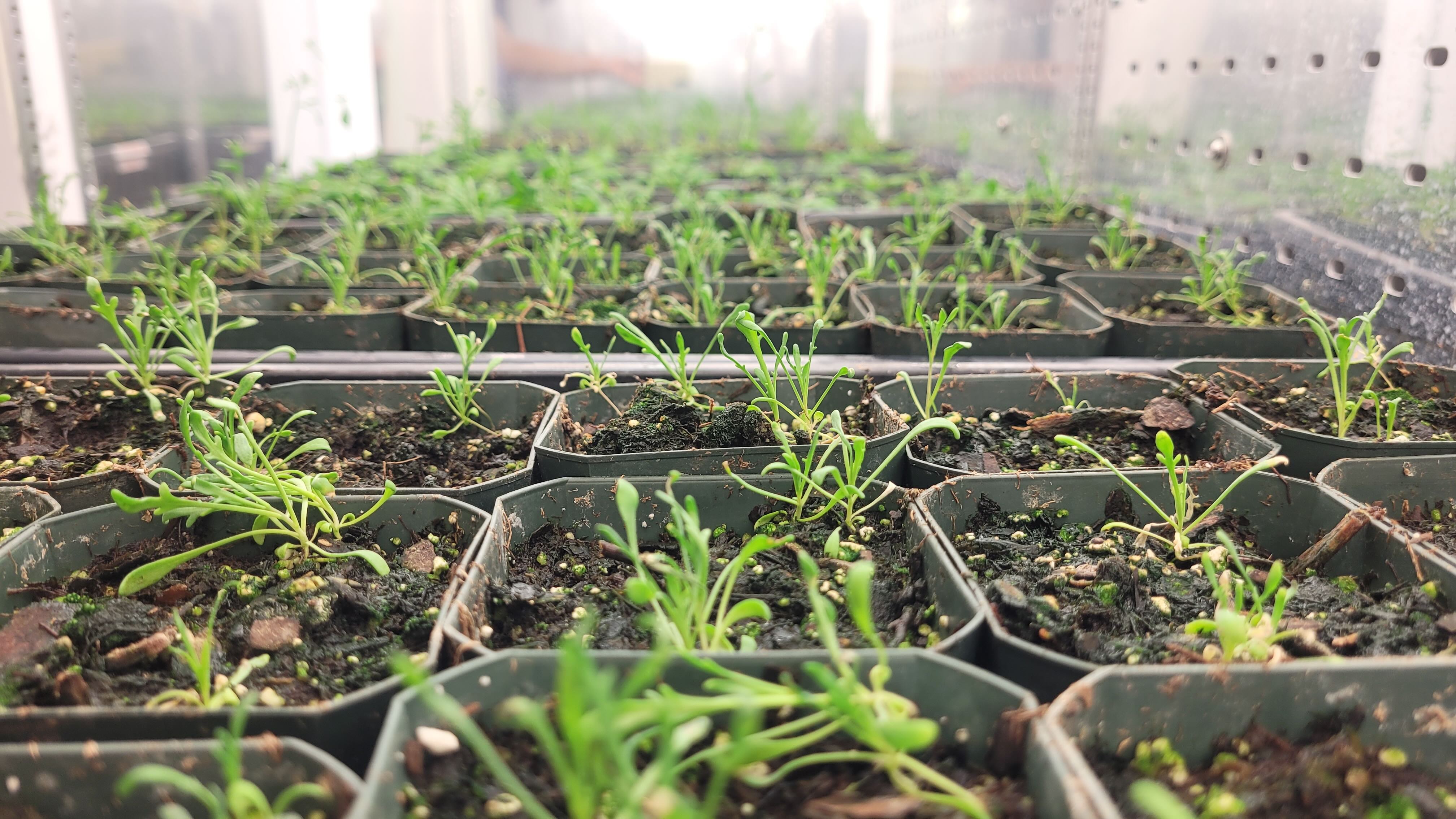 Plant root atlas
