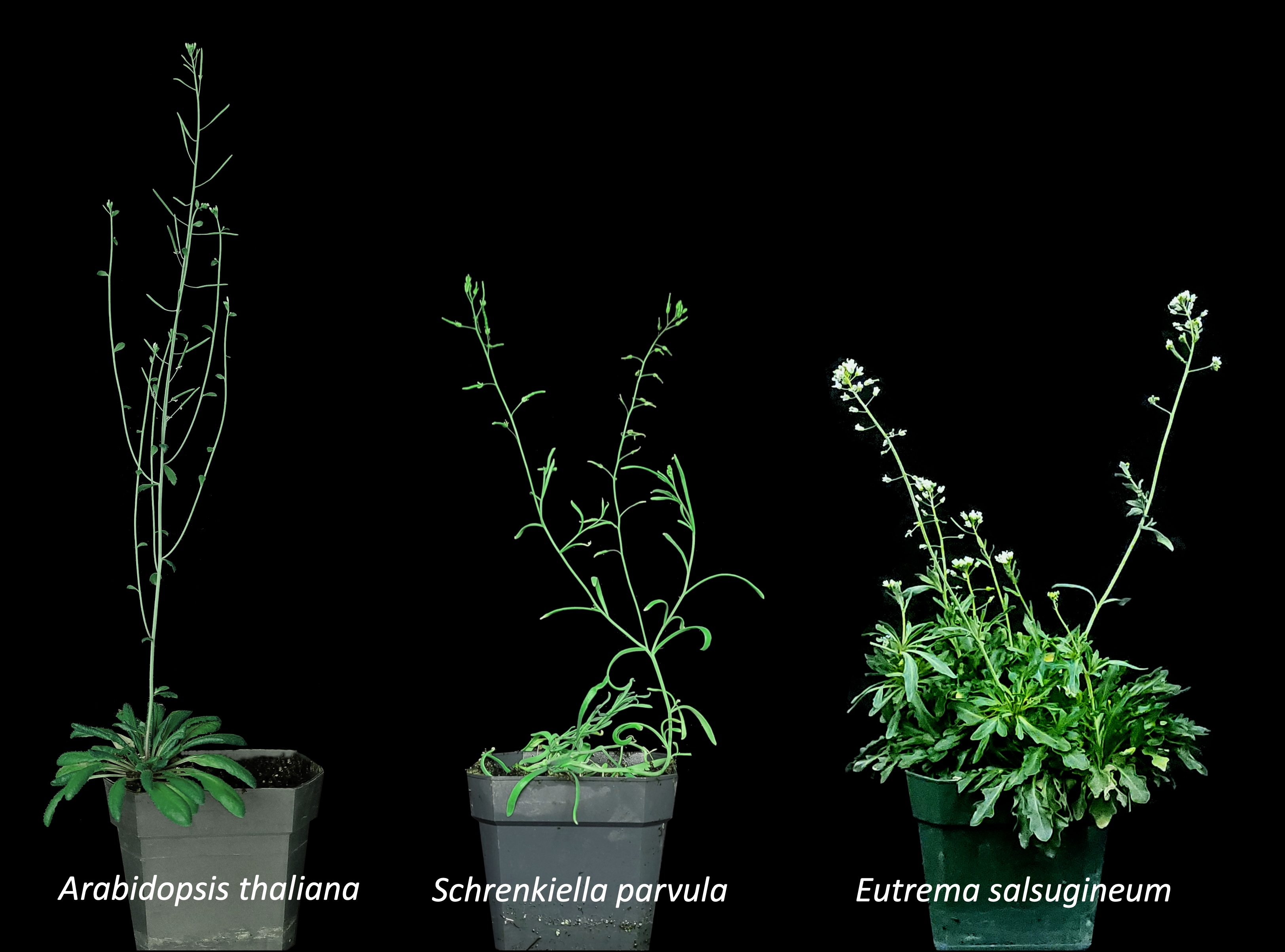 Three potted plants