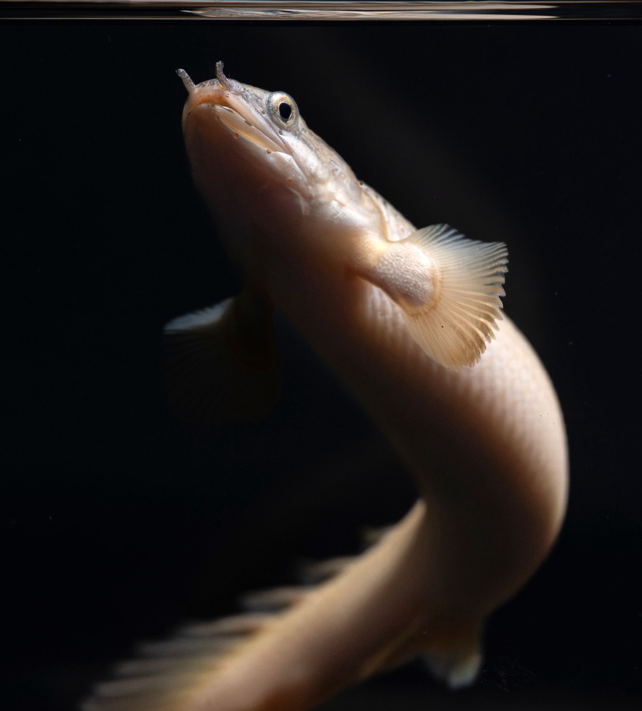 Senegal bichir