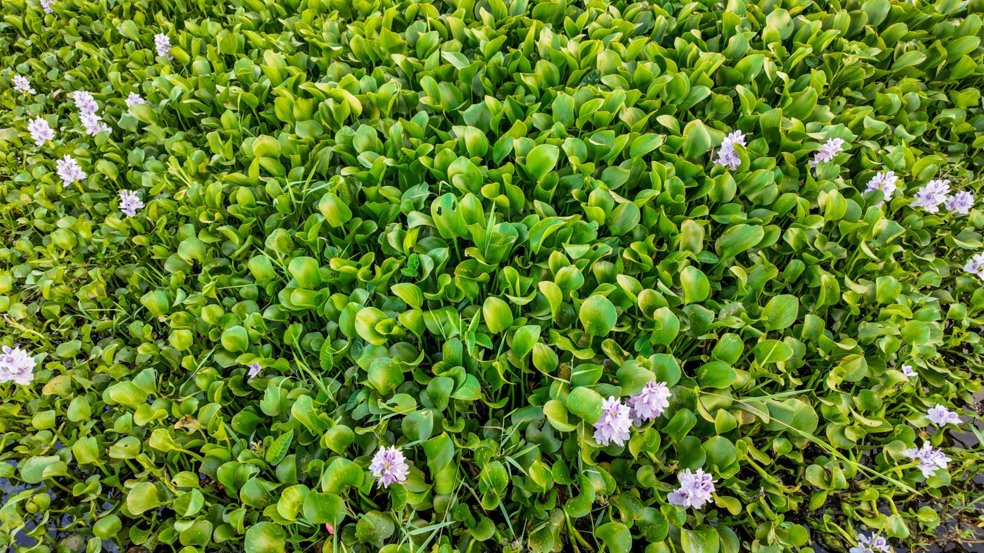 Common water hyacinth