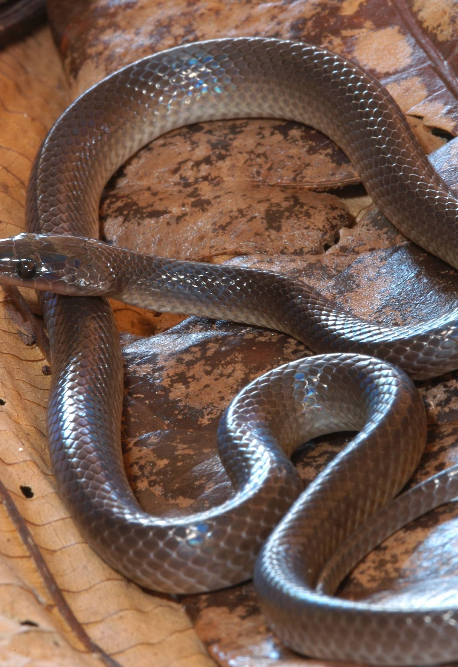 Slash's snake