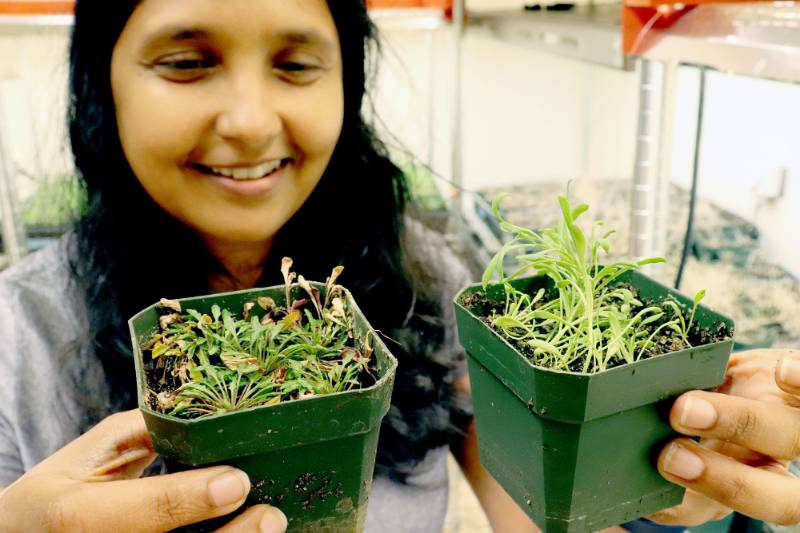Dr. Maheshi Dassanayake holds Schrenkiella parvula and Eutrema salsugineum, the two extremophytes used as model plants in the NSF Edge research project.