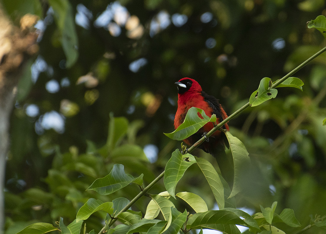 Red bird found in the Amazon Rainforest