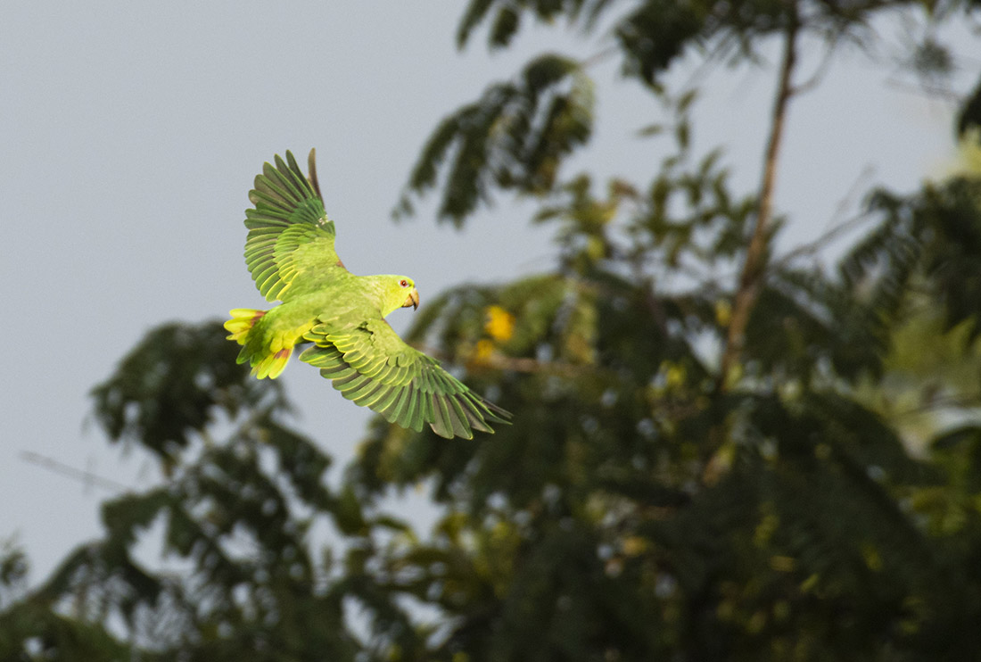 Green bird flying in the Amazon Rainforest