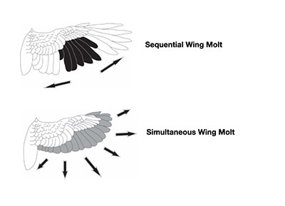 Diagram of birds' wing molting patterns