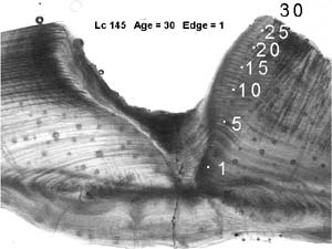 Photo: Photomicrograph of a cross-section of a red snapper otolith with 30 dark annual growth rings.