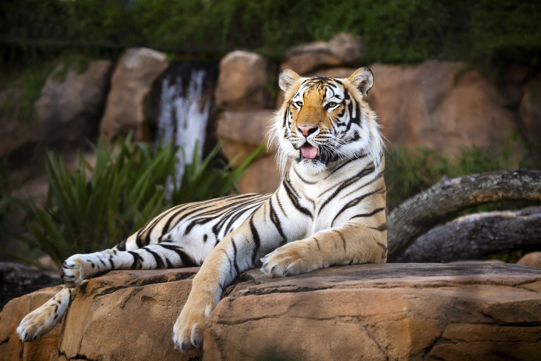 Mike the Tiger in his habitat