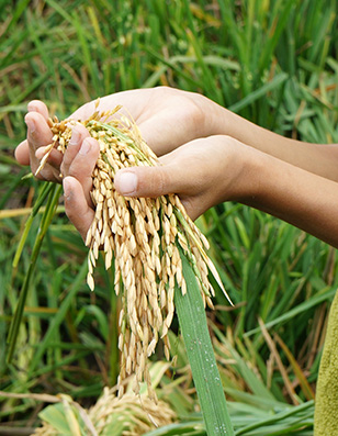 Photo of hands holding wheat