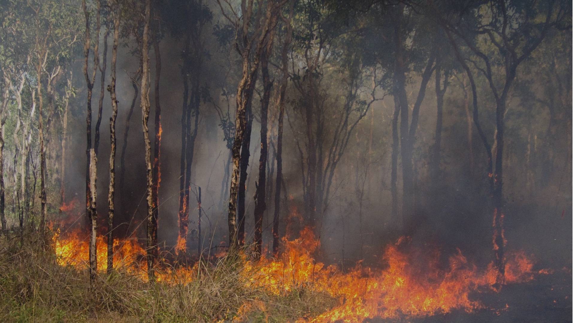 Image of bushfire