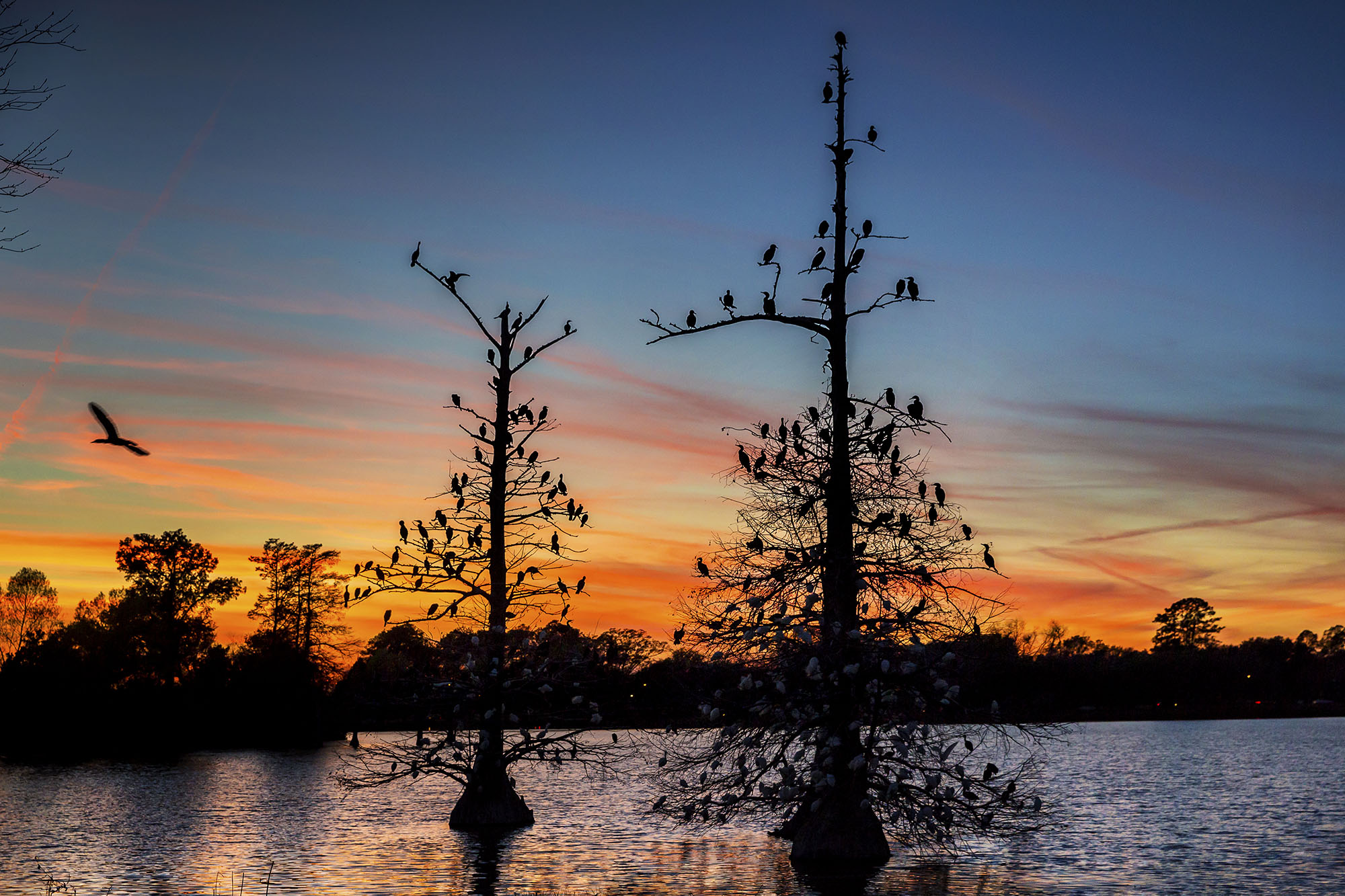 Cypress trees at sunset