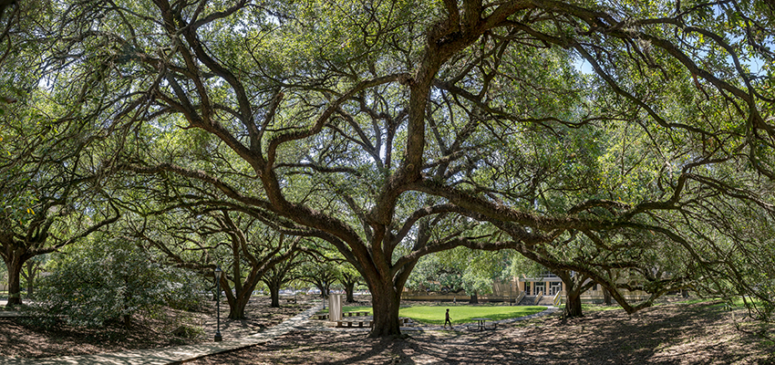 memorial oak grove behind student union