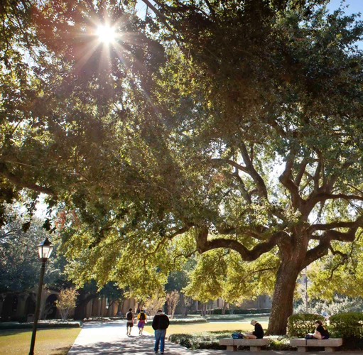 student walking under sunny oak