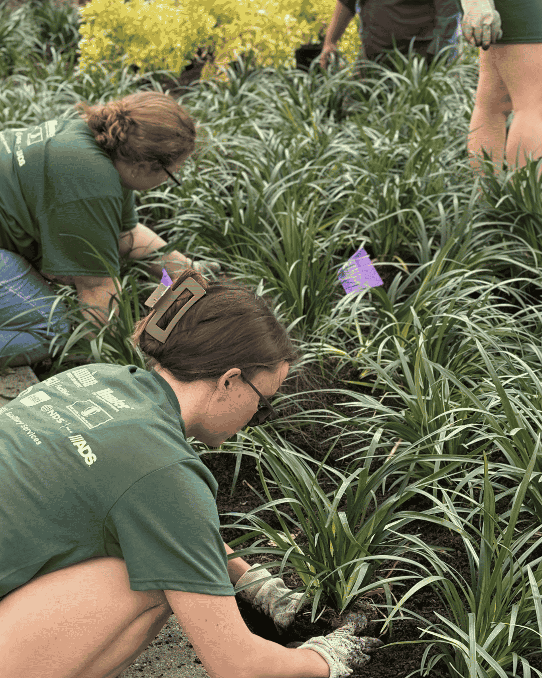 person planting a plant at Himes Hall
