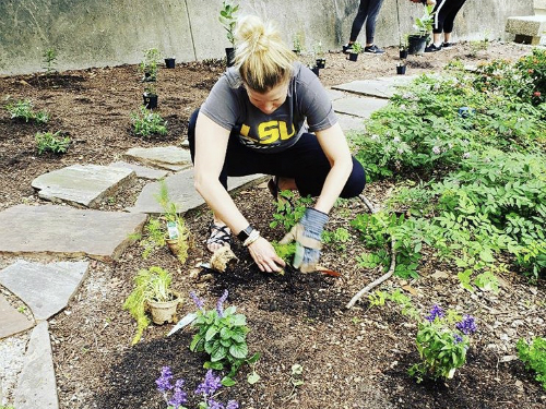 LSU student planting a flower in the LSU pollinator garden