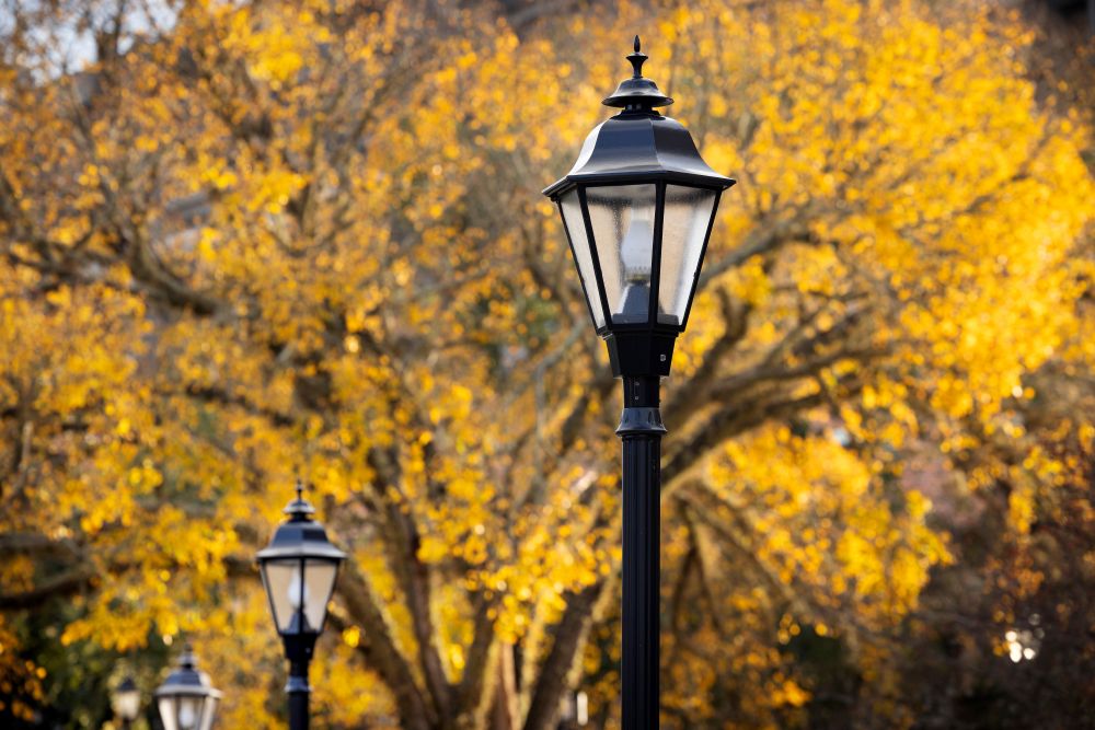 lightpost with fall trees