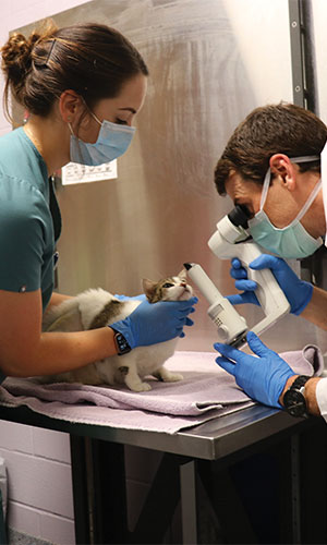 LSU Veterinary Medicine