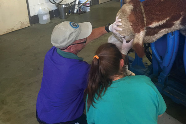 Veterinarian examining a cow