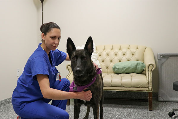LSU Vet Med first vet school to offer animal osteopathy to its veterinary  care offerings in .