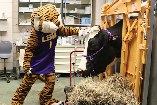 Mike the Tiger petting a cow at Open House