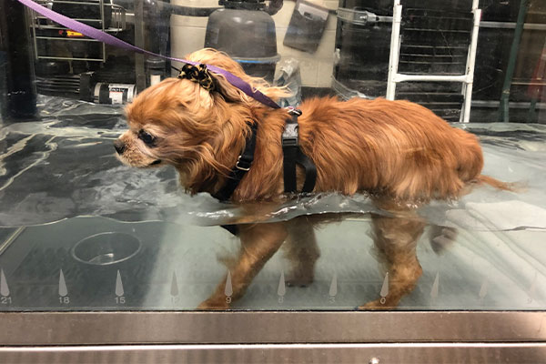 Tucker on underwater treadmill